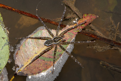 Dolomedes briangreenei