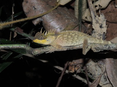 Acanthosaura phuketensis