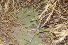Calceolaria nudicaulis