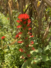 Castilleja arvensis arvensis