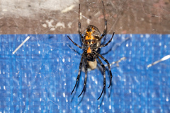 Nephilengys malabarensis