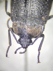 Penthe pimelia