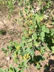 Berberis