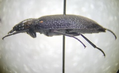 Penthe pimelia