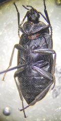Penthe pimelia