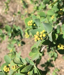 Berberis
