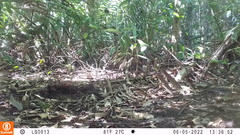 Holcosus niceforoi