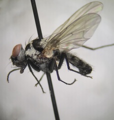Anthomyia oculifera
