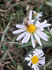 Polymerus basalis