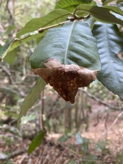 Phytophthora ramorum