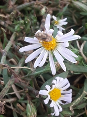 Polymerus basalis