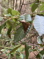 Phytophthora ramorum