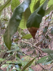 Phytophthora ramorum