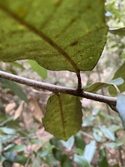 Phytophthora ramorum