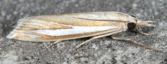 Crambus satrapellus