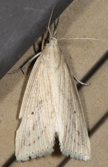 Diatraea lisetta