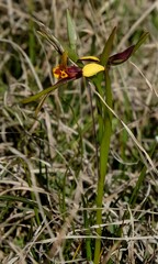 Diuris palustris