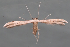 Exelastis montischristi