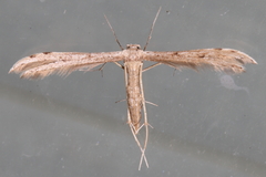 Exelastis montischristi