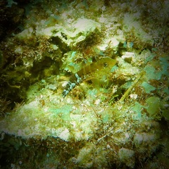 Malacoctenus triangulatus