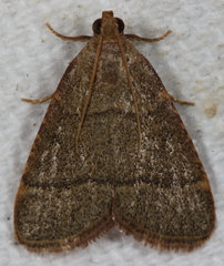 Hypsopygia nostralis