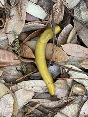 Ariolimax dolichophallus