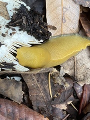 Ariolimax dolichophallus