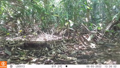 Holcosus niceforoi