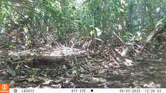 Holcosus niceforoi