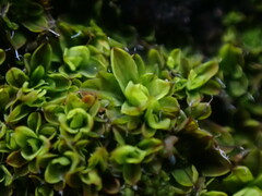 Syntrichia pagorum