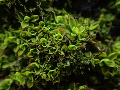 Syntrichia pagorum