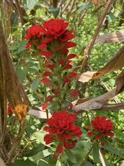 Castilleja arvensis arvensis