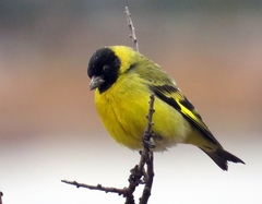 Spinus magellanicus