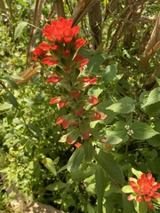 Castilleja arvensis arvensis