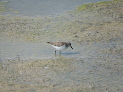Calidris mauri