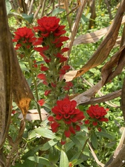 Castilleja arvensis arvensis