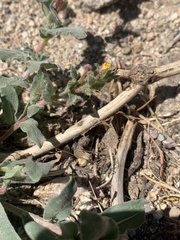 Camissoniopsis micrantha