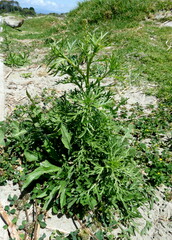 Lepidium bonariense