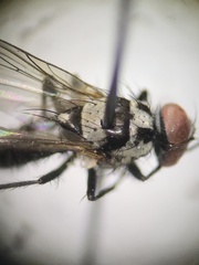 Anthomyia oculifera