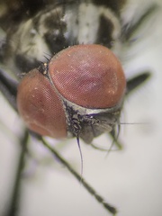 Anthomyia oculifera
