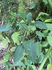 Triadica cochinchinensis