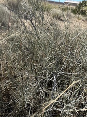 Ephedra viridis