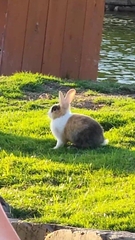 Oryctolagus cuniculus domesticus