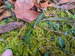 Hylocomium splendens