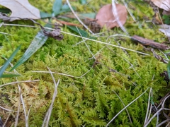 Hylocomium splendens