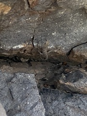 Cyrtopodion scabrum