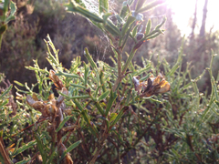 Genista tridentata