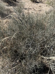 Ephedra viridis