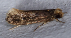 Tinea apicimaculella