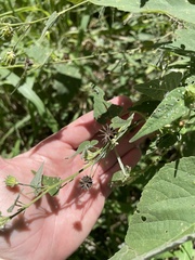 Abutilon oxycarpum